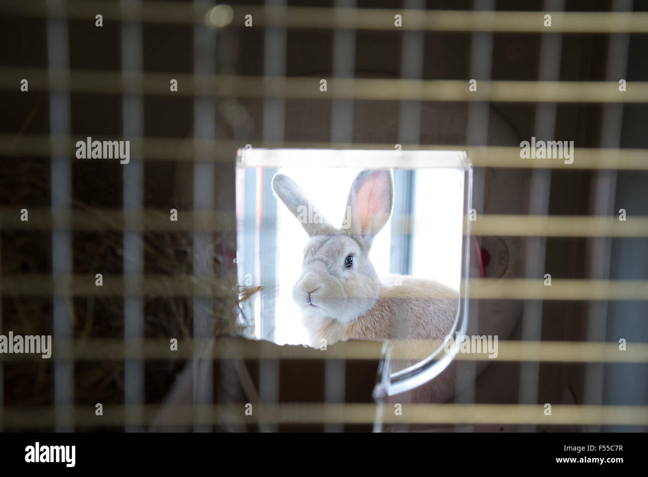 An alert rabbit looking through hutch window Stock Photo