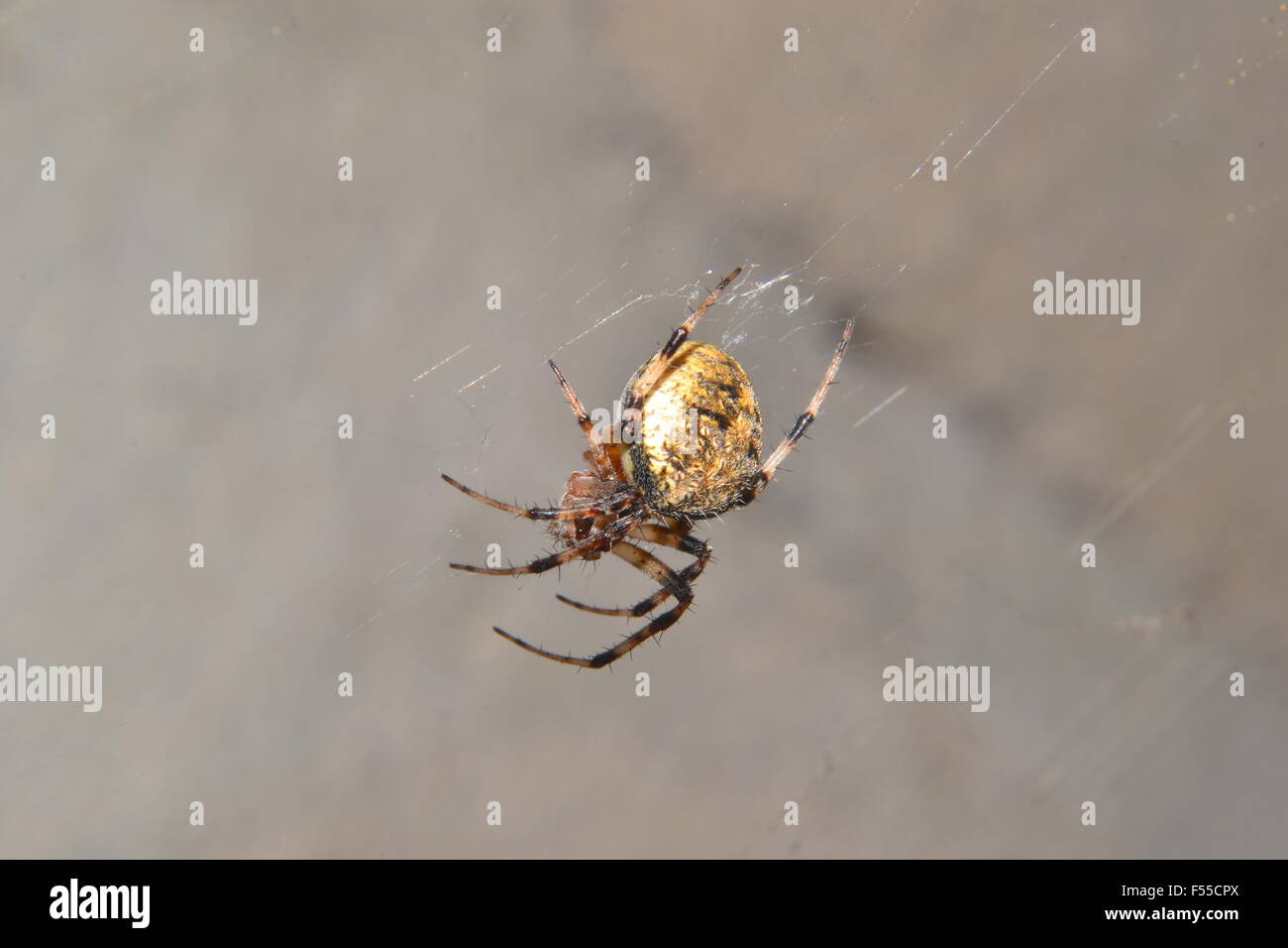 Spider in the web Stock Photo