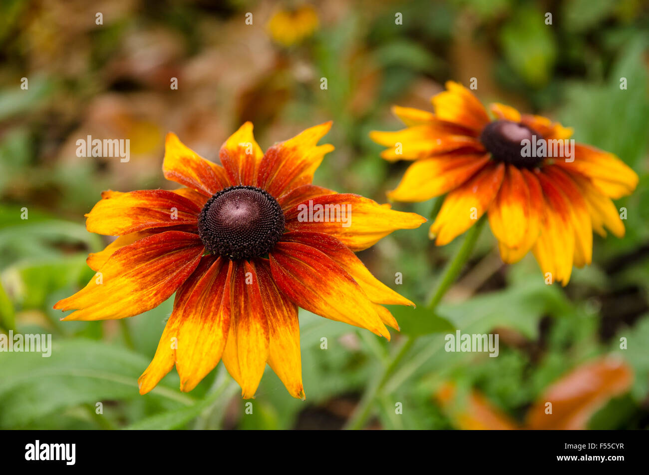 Fall Rudbeckia Two Rudbeckia hirta