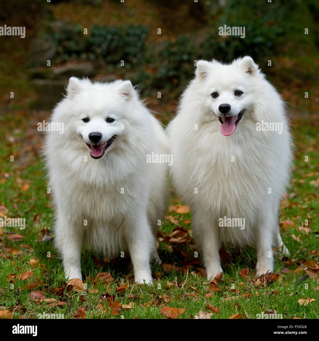 Japanese Spitz Stock Photo Alamy