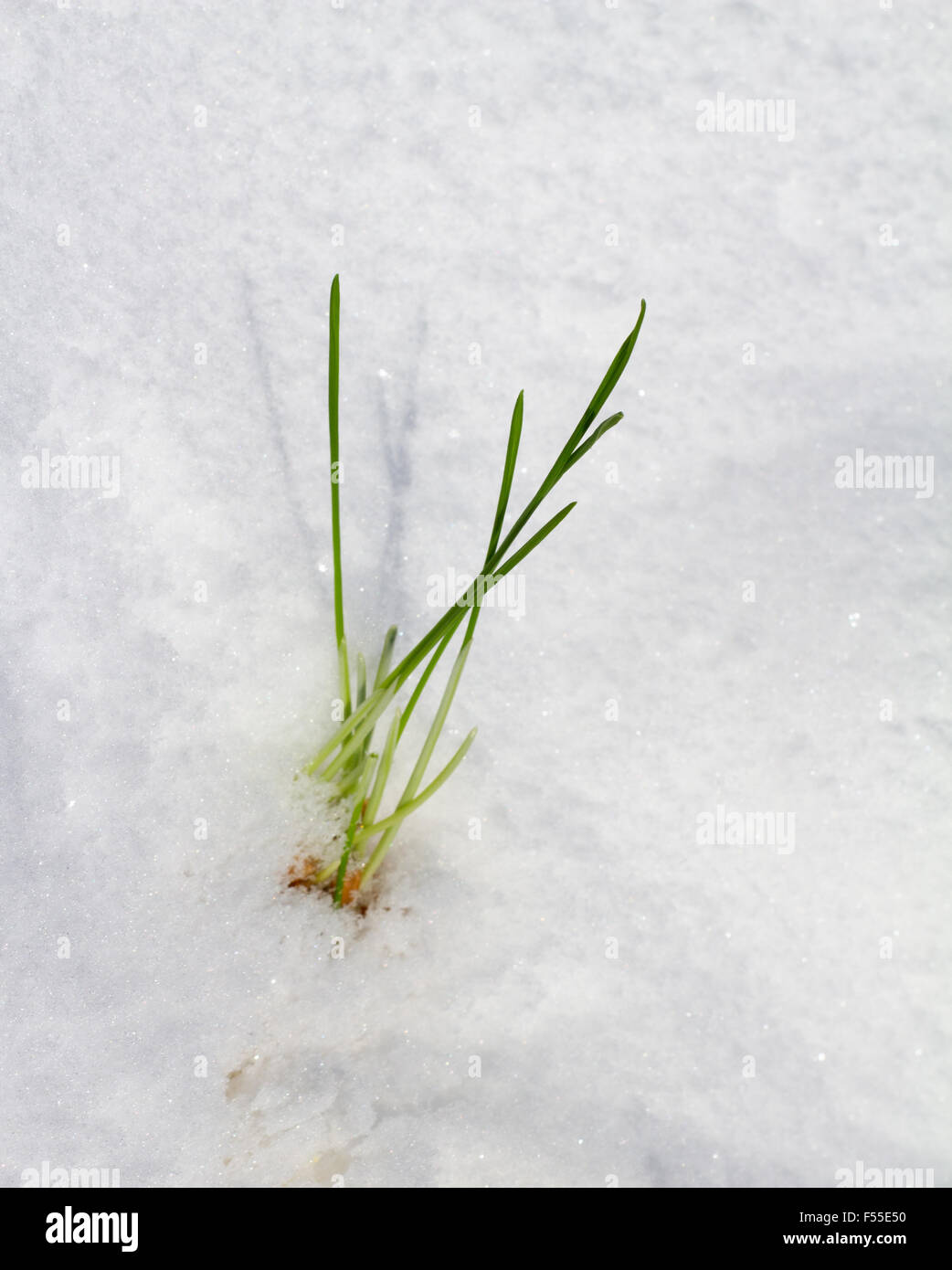 Young small tree in spring with first leaves hi-res stock photography ...