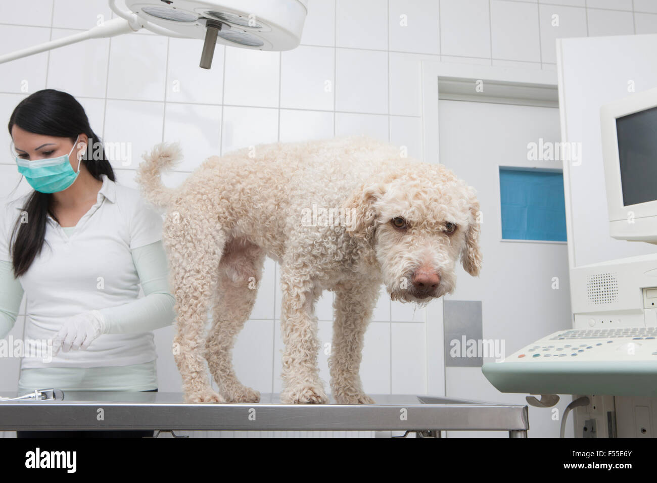 Portrait of dog standing table while veterinarian working in background at clinic Stock Photo