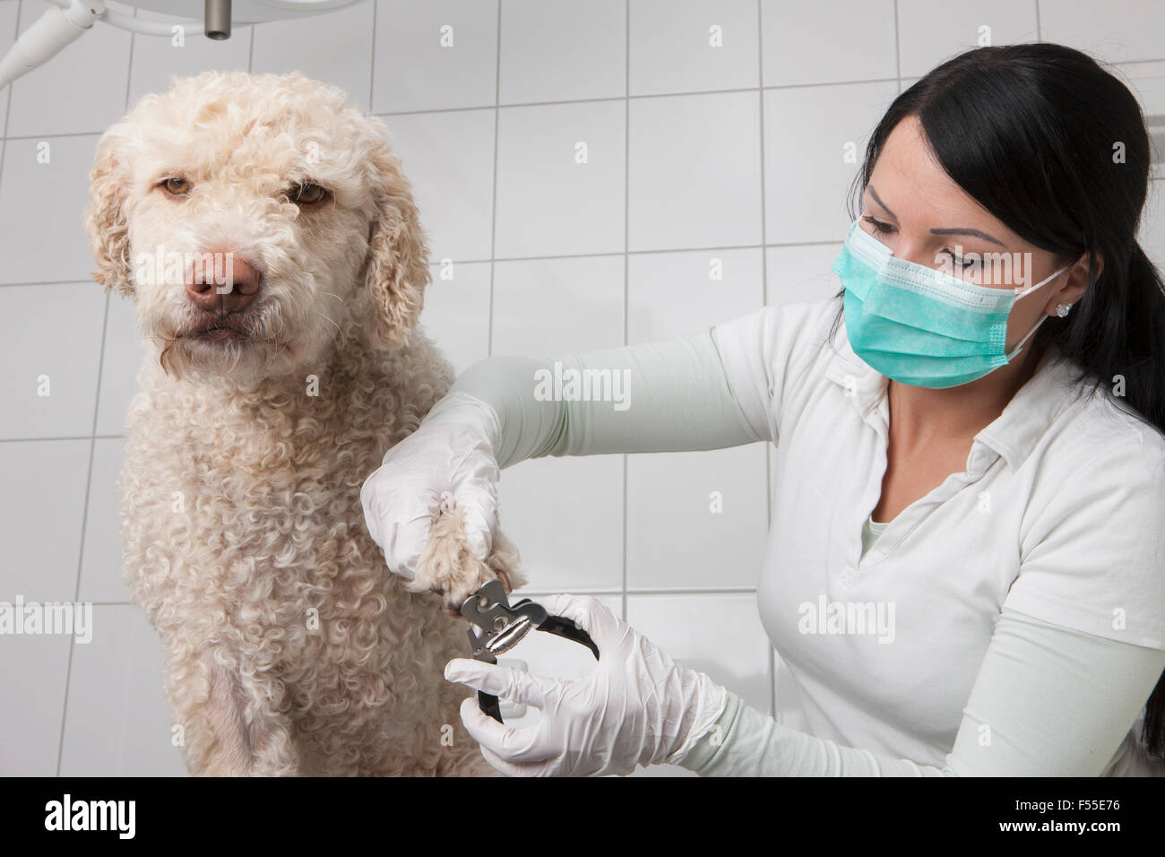 Clipper nail in use hi-res stock photography and images - Alamy - Safe Nail Trimming Practices For Veterinarians