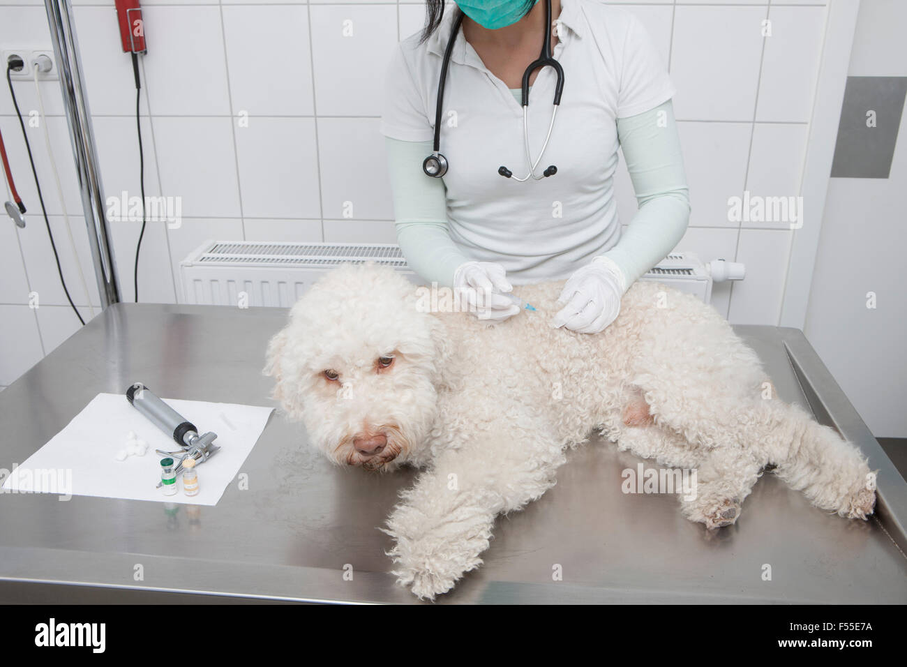 Midsection of veterinarian injecting dog in medical clinic Stock Photo