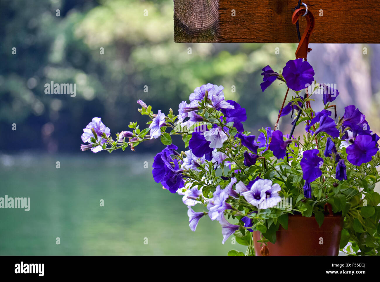 Decorative hanging flowers hi-res stock photography and images - Alamy