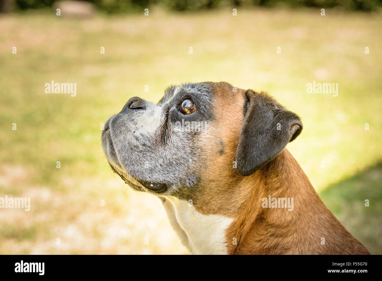 Nice portrait of a Deutscher boxer dog Stock Photo