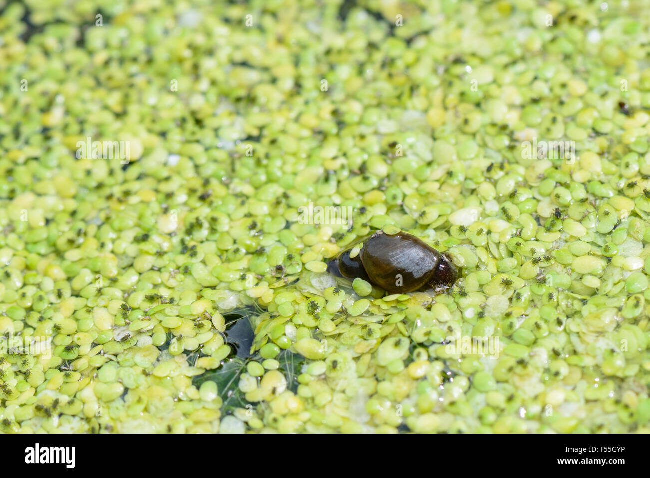 duckweed in a water trough with insects and small snails Stock Photo
