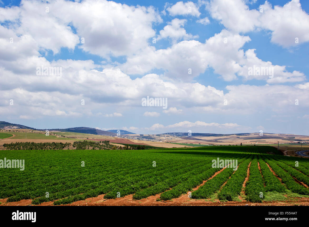 Israel, Jezreel valley, agricultural fields with crops, Northern Israel Stock Photo