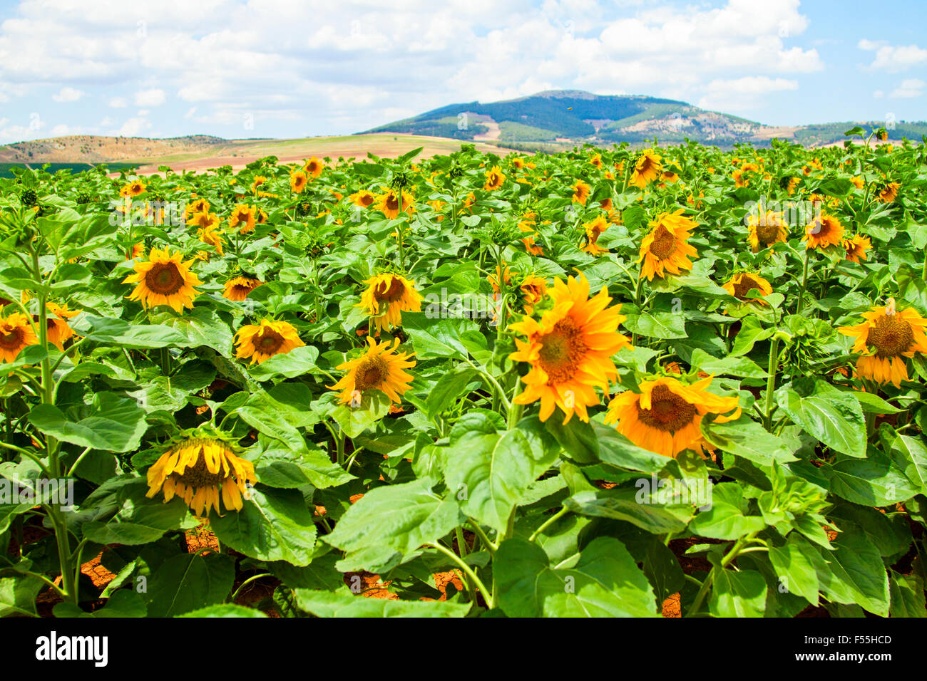 Blooming sunflowers in a field Photographed in Israel in May Stock