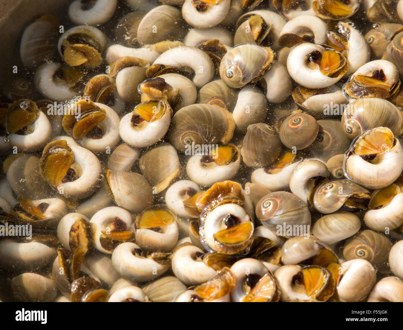 A background of mussels for sale at a market Stock Photo Alamy
