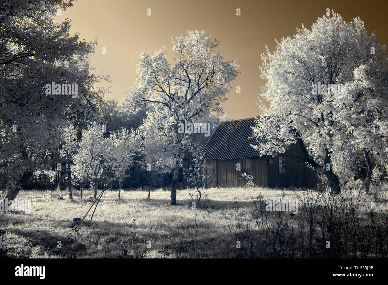 Old house in the woods hi-res stock photography and images - Alamy