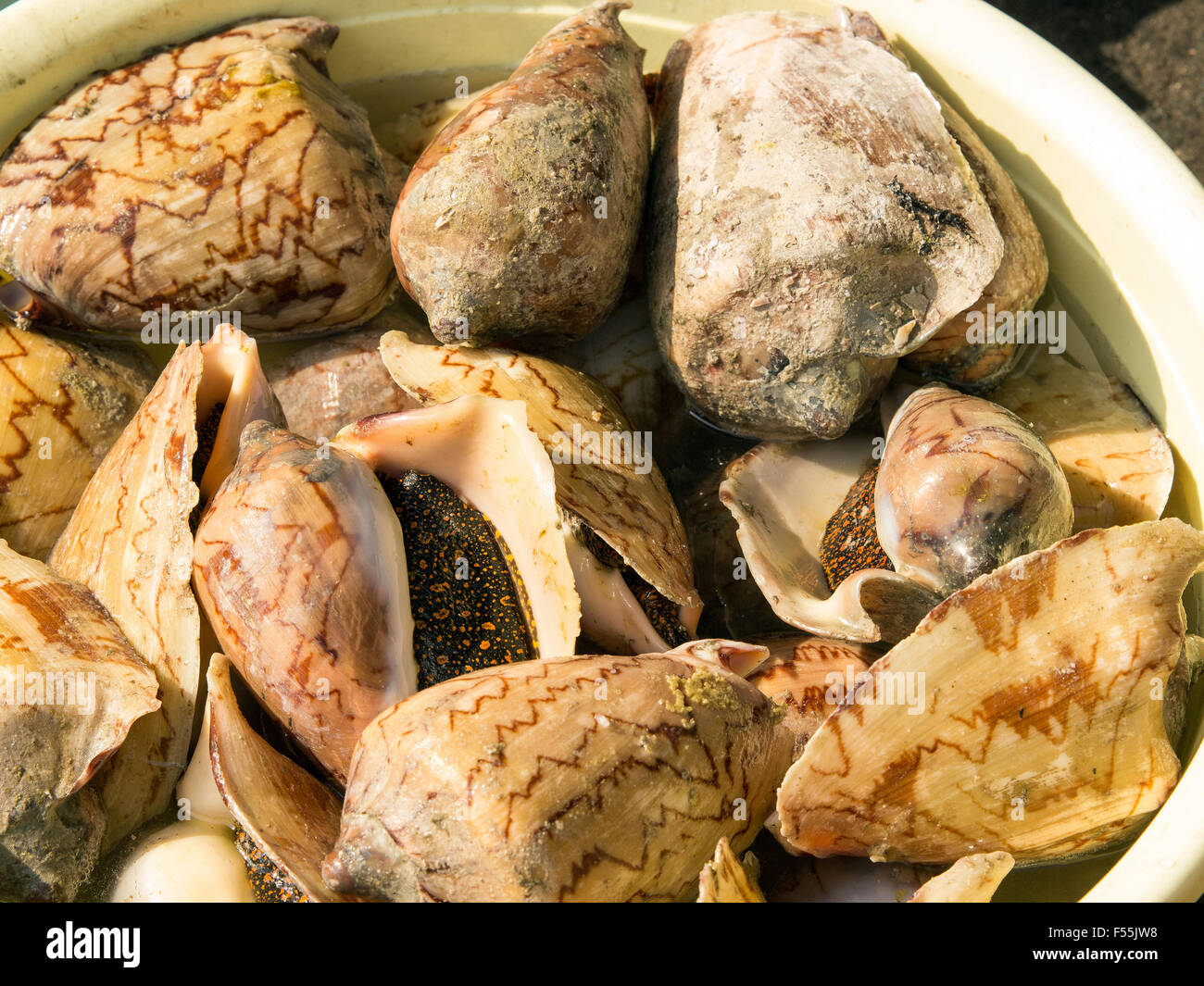 A background of mussels for sale at a market Stock Photo Alamy