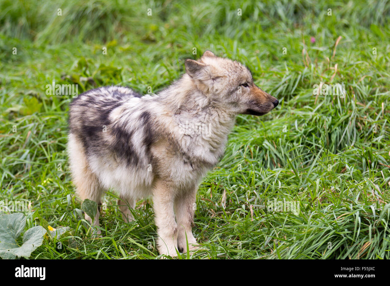 Young wolf standing in the grass profile Stock Photo