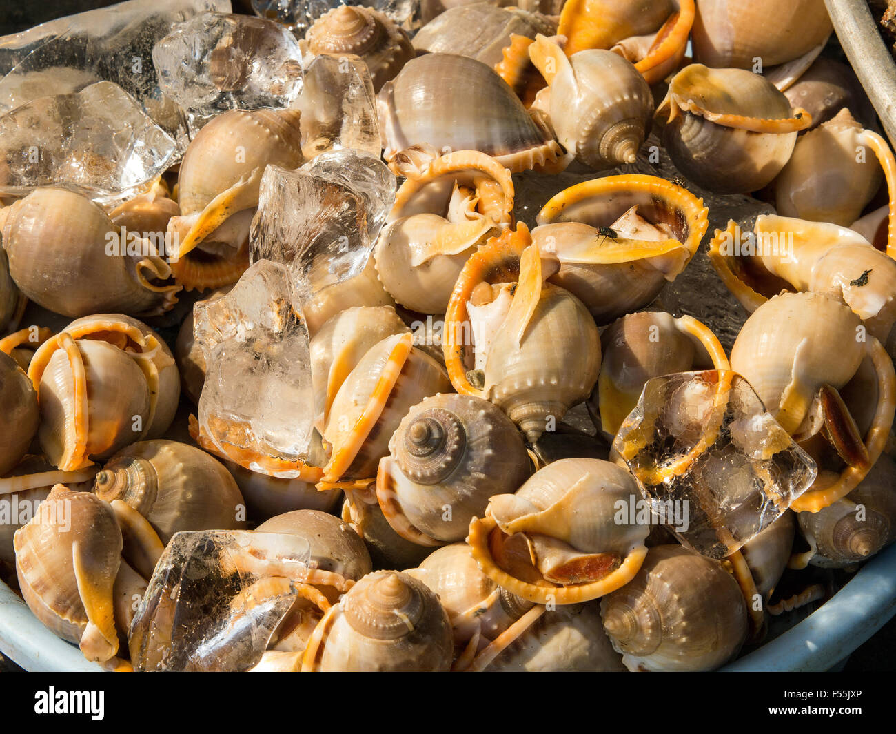 A background of mussels for sale at a market Stock Photo