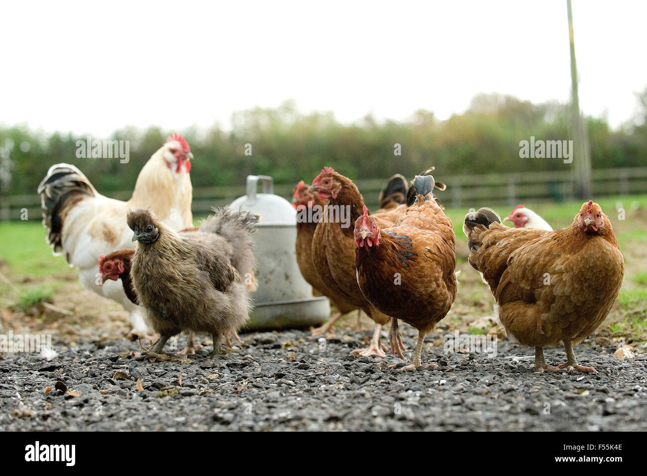 free range chickens Stock Photo