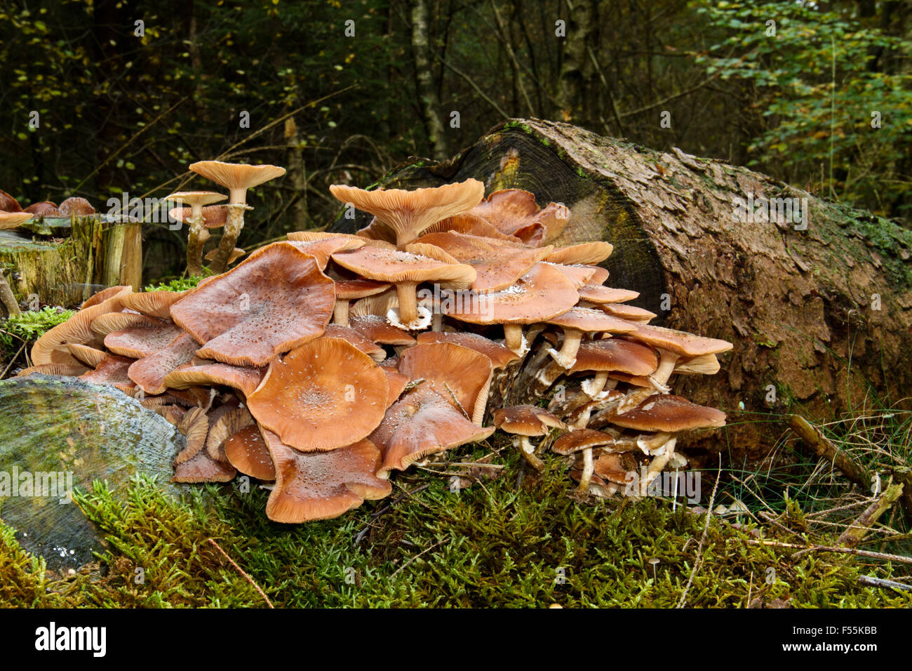 Mushrooms (Freckled dapperlings, Lepiota aspera) on the trunk of a felled tree Stock Photo