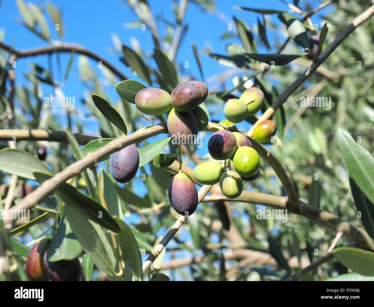 Close up olives on branch hi-res stock photography and images - Alamy