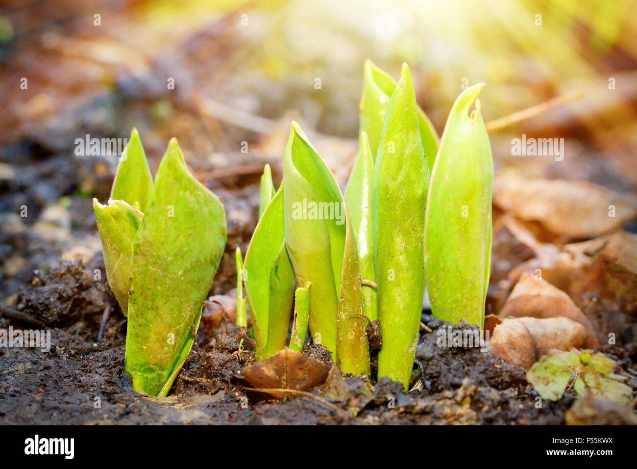 Offsprings of tulips in spring Stock Photo