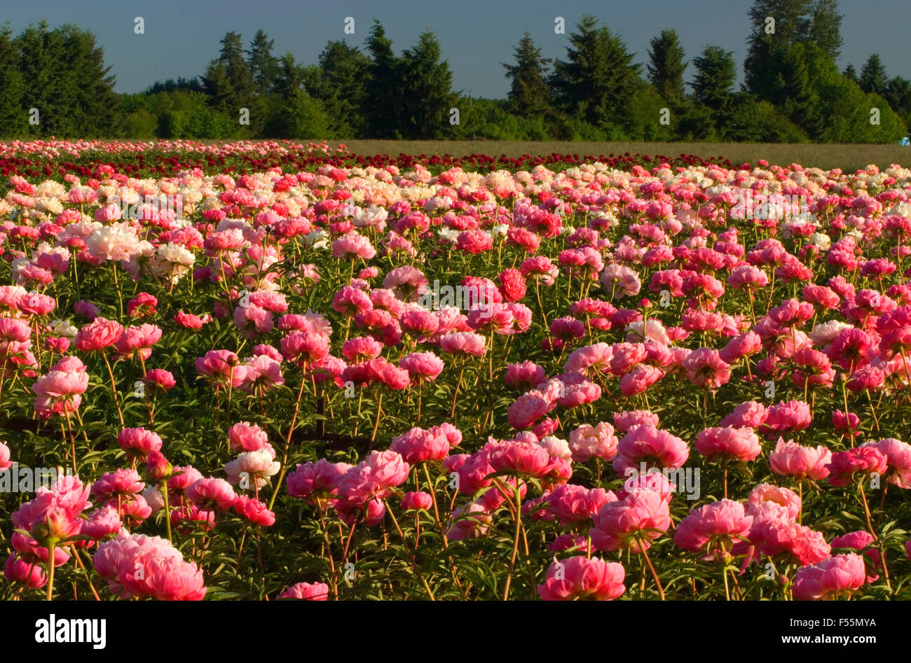 Peony field, Adelman Peony Garden, Brooks, Oregon Stock Photo Alamy