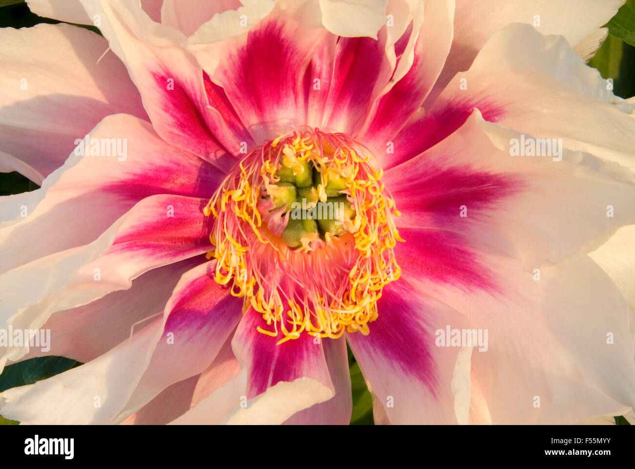 Cora Louise peony, Adelman Peony Garden, Brooks, Oregon Stock Photo Alamy