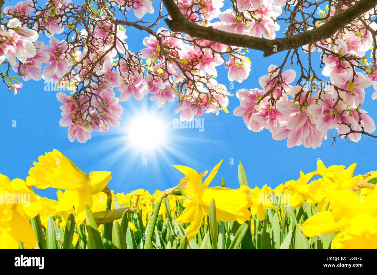 Magnolia and daffodils in the sun Stock Photo