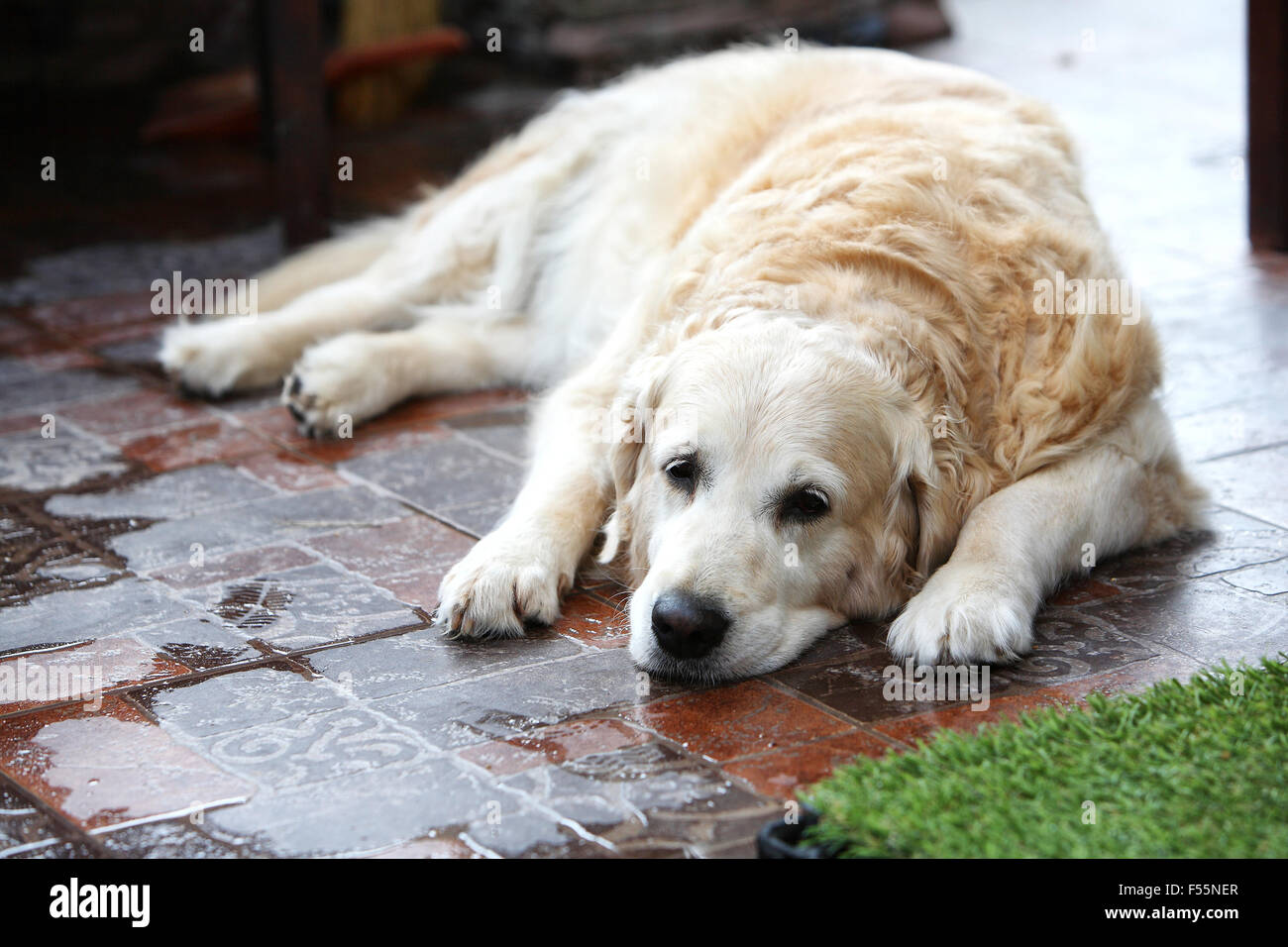 Sad big dog waiting for return of the owner Stock Photo - Alamy