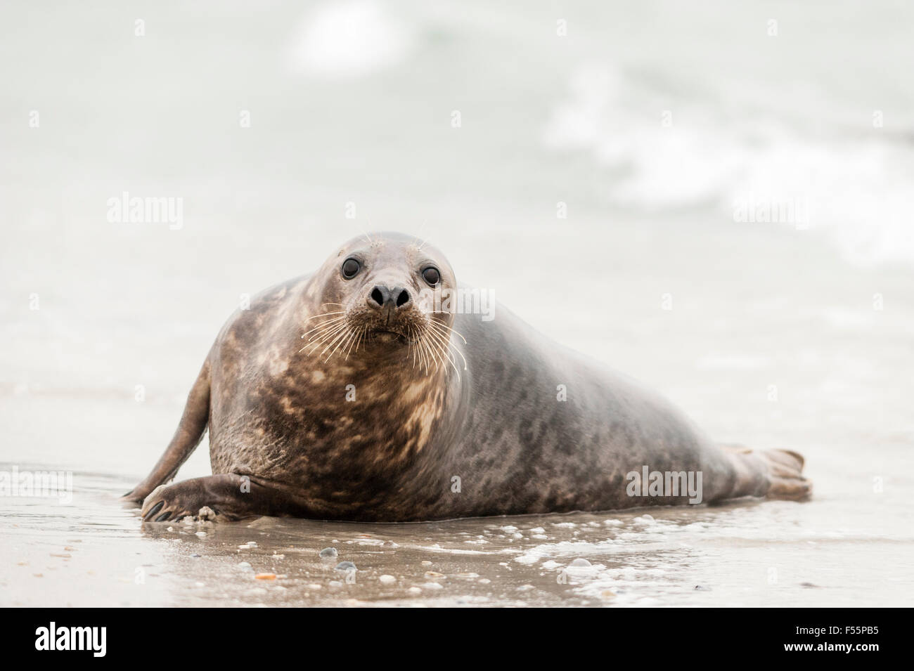 Adolescent grey seal (Halichoerus grypus), Heligoland, Schleswig-Holstein, Germany Stock Photo