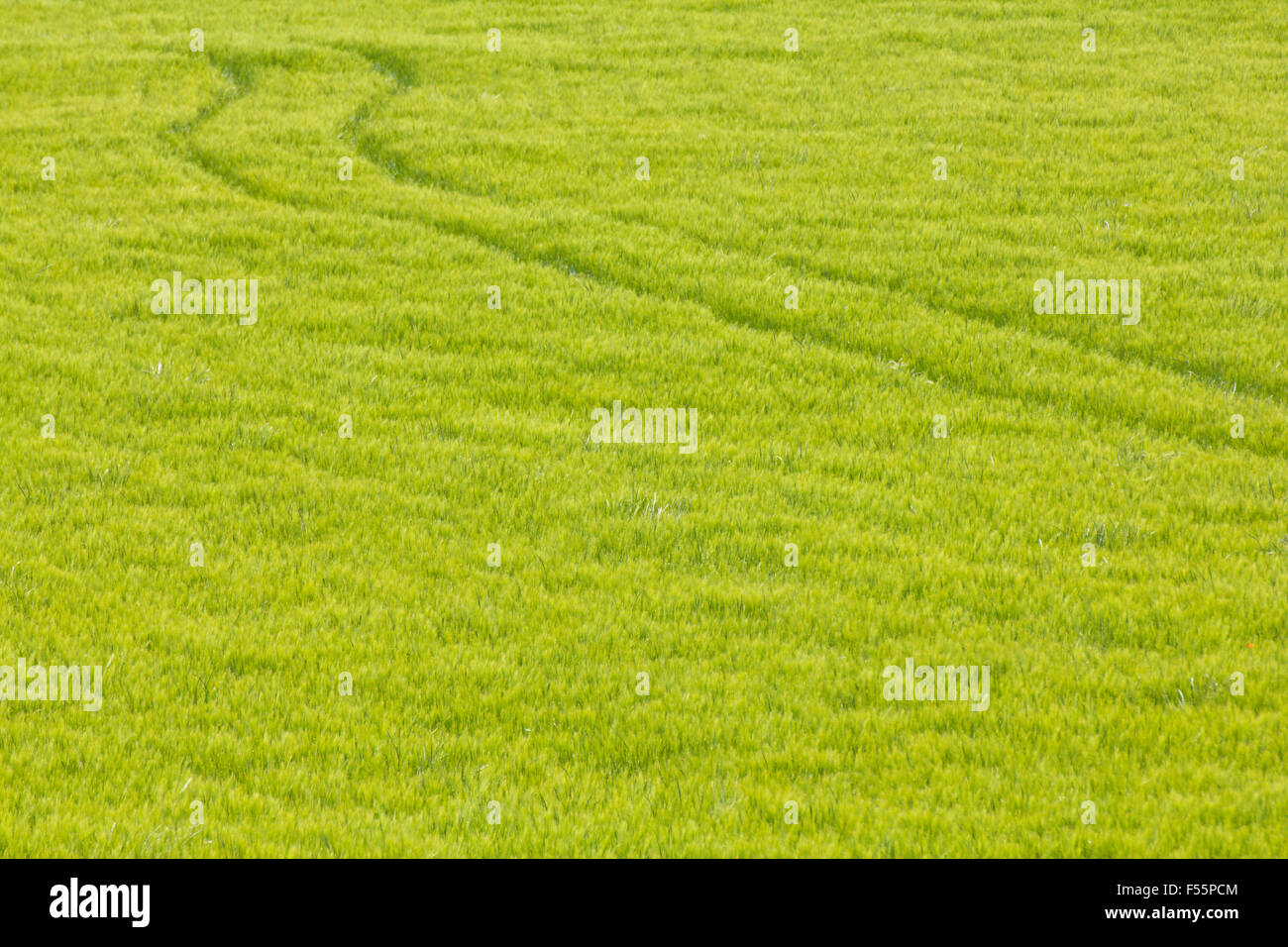 The trace of a tyre (ruts) in the wheat field Stock Photo
