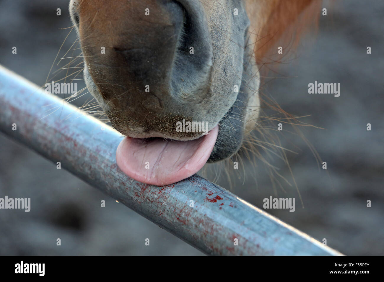 Horse licking salt lick hi-res stock photography and images - Alamy
