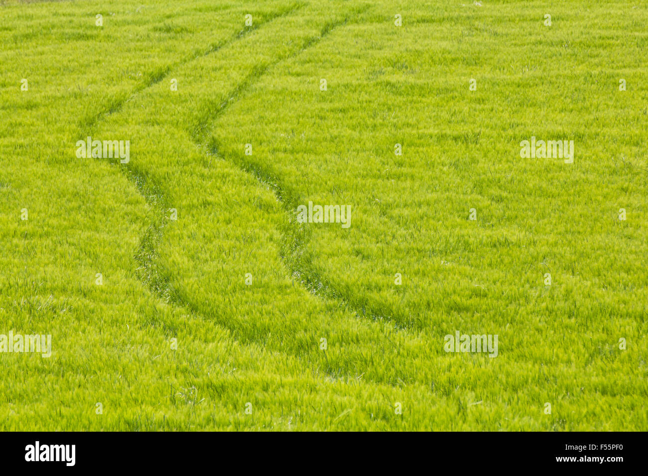 The trace of a tyre (ruts) in the wheat field Stock Photo