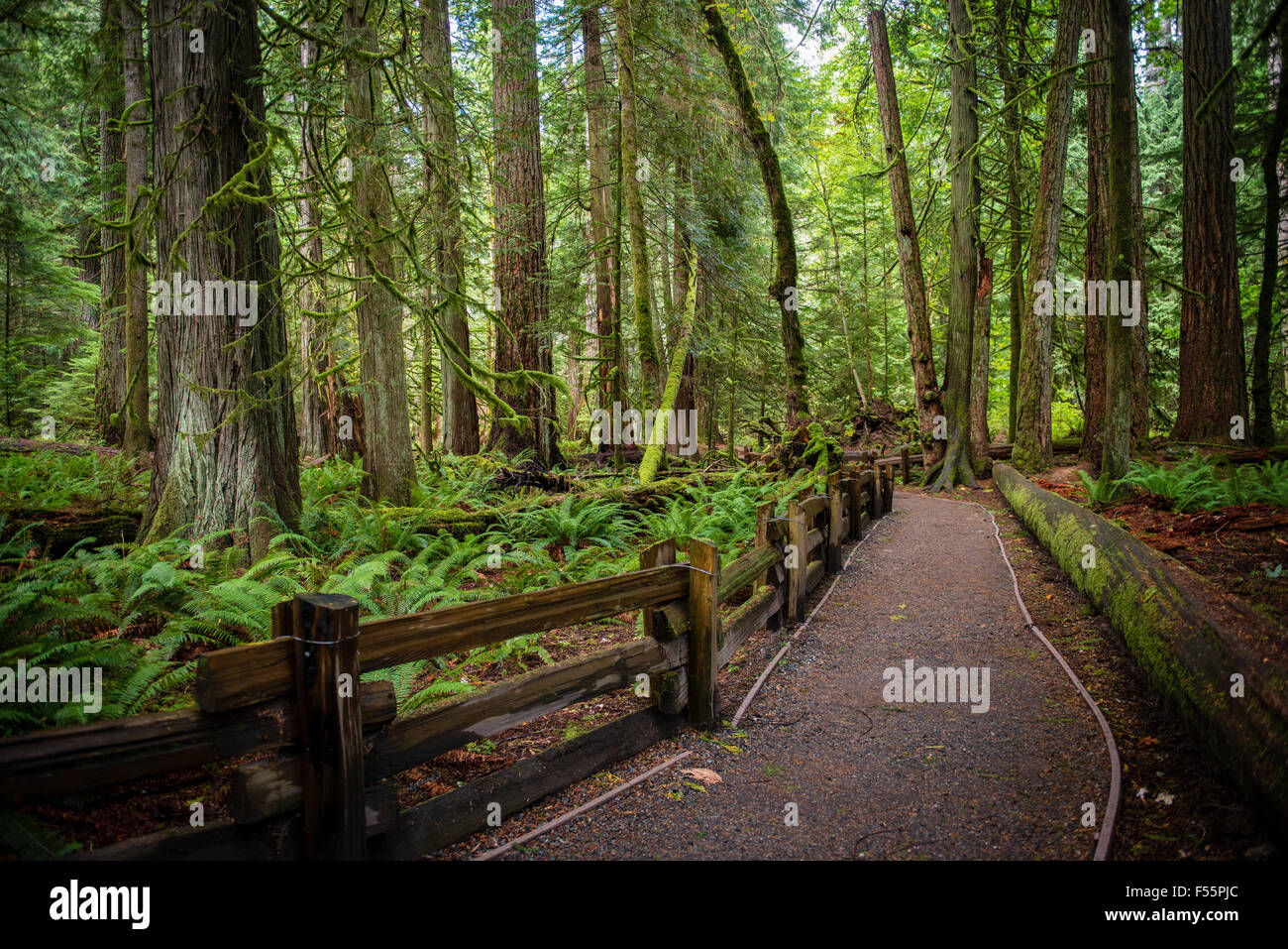 Cathedral Grove, Pacific Rim National Park, Vancouver Iceland, British Columbia, Canada Stock Photo