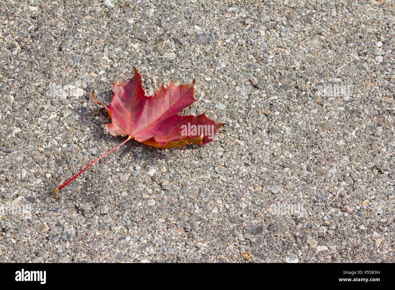 road texture with red leaf Stock Photo