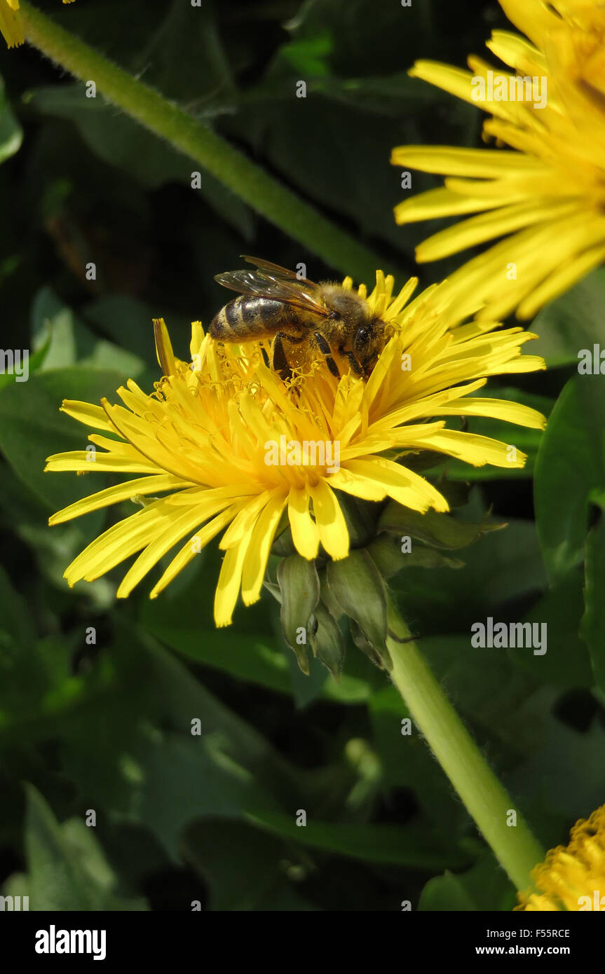 24.04.2015, Berlin , Berlin , Germany  - Bee collects nectar on a Loewenzahnbluete. 00S150424D802CAROEX.JPG - NOT for SALE in G E R M A N Y, A U S T R I A, S W I T Z E R L A N D [MODEL RELEASE: NOT APPLICABLE, PROPERTY RELEASE: NOT APPLICABLE (c) caro photo agency / Sorge, http://www.caro-images.pl, info@carofoto.pl - In case of using the picture for non-journalistic purposes, please contact the agency - the picture is subject to royalty!] Stock Photo