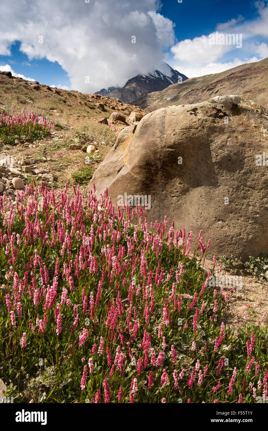 India, Himachal Pradesh, Spiti, Kunzum La pass, wild flowers pink and red knotweed, polygonum, Bistorta amplexicaulis Stock Photo