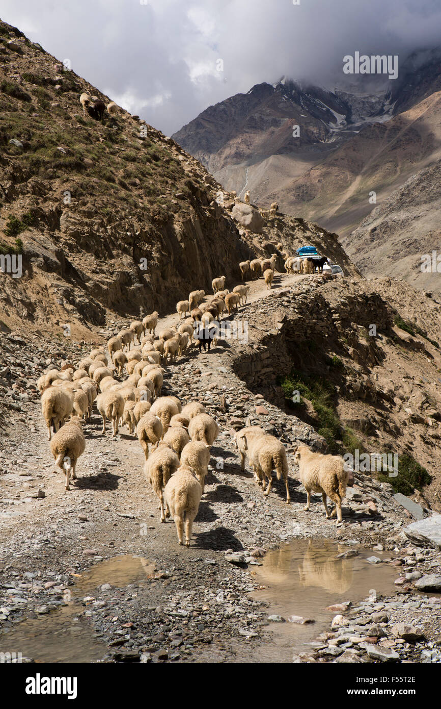 India, Himachal Pradesh, Spiti, Chandra Taal, flock of sheep and goats blocking Kunzum La pass road Stock Photo
