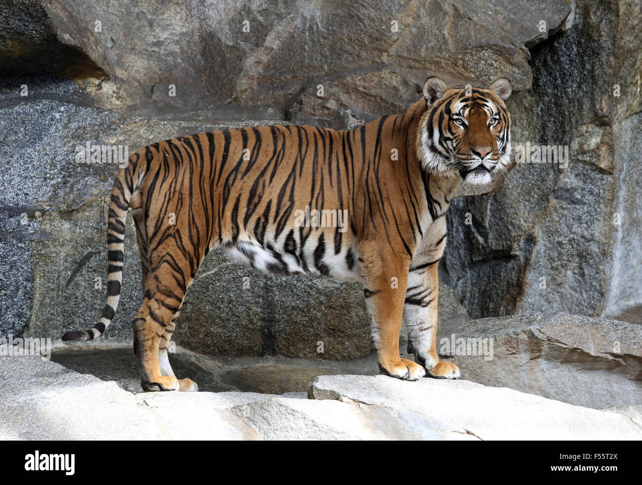 Tiger in berlin zoo hi-res stock photography and images - Alamy