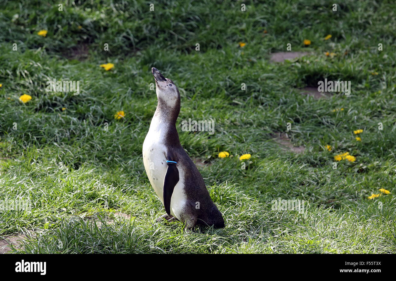 08.05.2015, Berlin, Berlin, Germany - Jackass Penguin looking in the Tierpark Berlin upwards. 00S150508D828CAROEX.JPG - NOT for SALE in G E R M A N Y, A U S T R I A, S W I T Z E R L A N D [MODEL RELEASE: NOT APPLICABLE,, PROPERTY RELEASE: NO (c) caro photo agency / Sorge, http://www.caro-images.pl, info@carofoto.pl - In case of using the picture for non-journalistic purposes, please contact the agency - the picture is subject to royalty!] Stock Photo