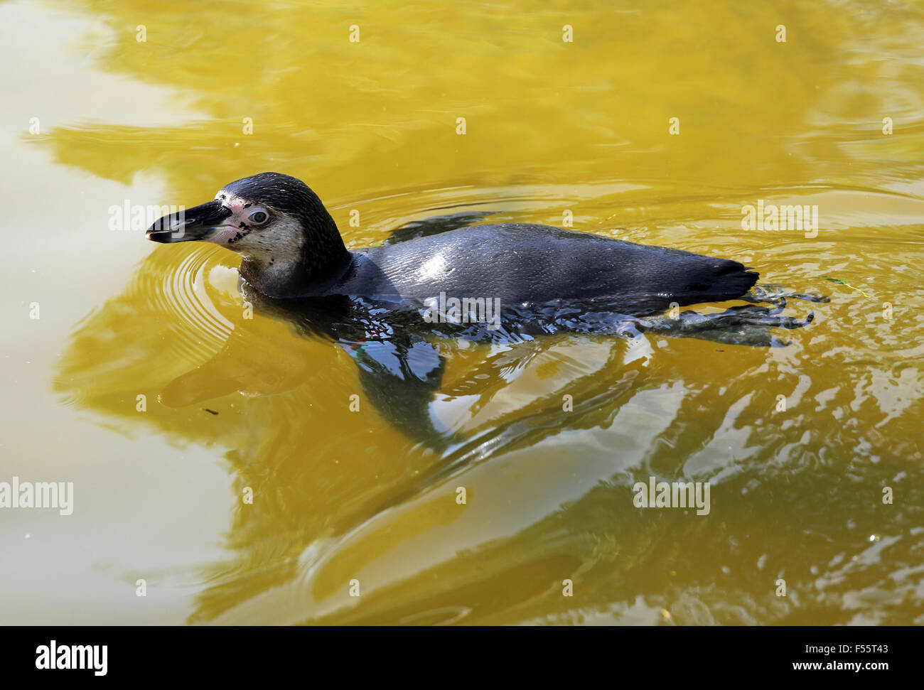 08.05.2015, Berlin, Berlin, Germany - Jackass Penguin swims in a pool of water in the Tierpark Berlin. 00S150508D829CAROEX.JPG - NOT for SALE in G E R M A N Y, A U S T R I A, S W I T Z E R L A N D [MODEL RELEASE: NOT APPLICABLE,, PROPERTY RELEASE: NO (c) caro photo agency / Sorge, http://www.caro-images.pl, info@carofoto.pl - In case of using the picture for non-journalistic purposes, please contact the agency - the picture is subject to royalty!] Stock Photo