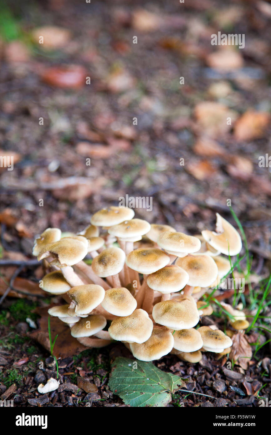 Wild Mushrooms in Richmond London UK Stock Photo Alamy