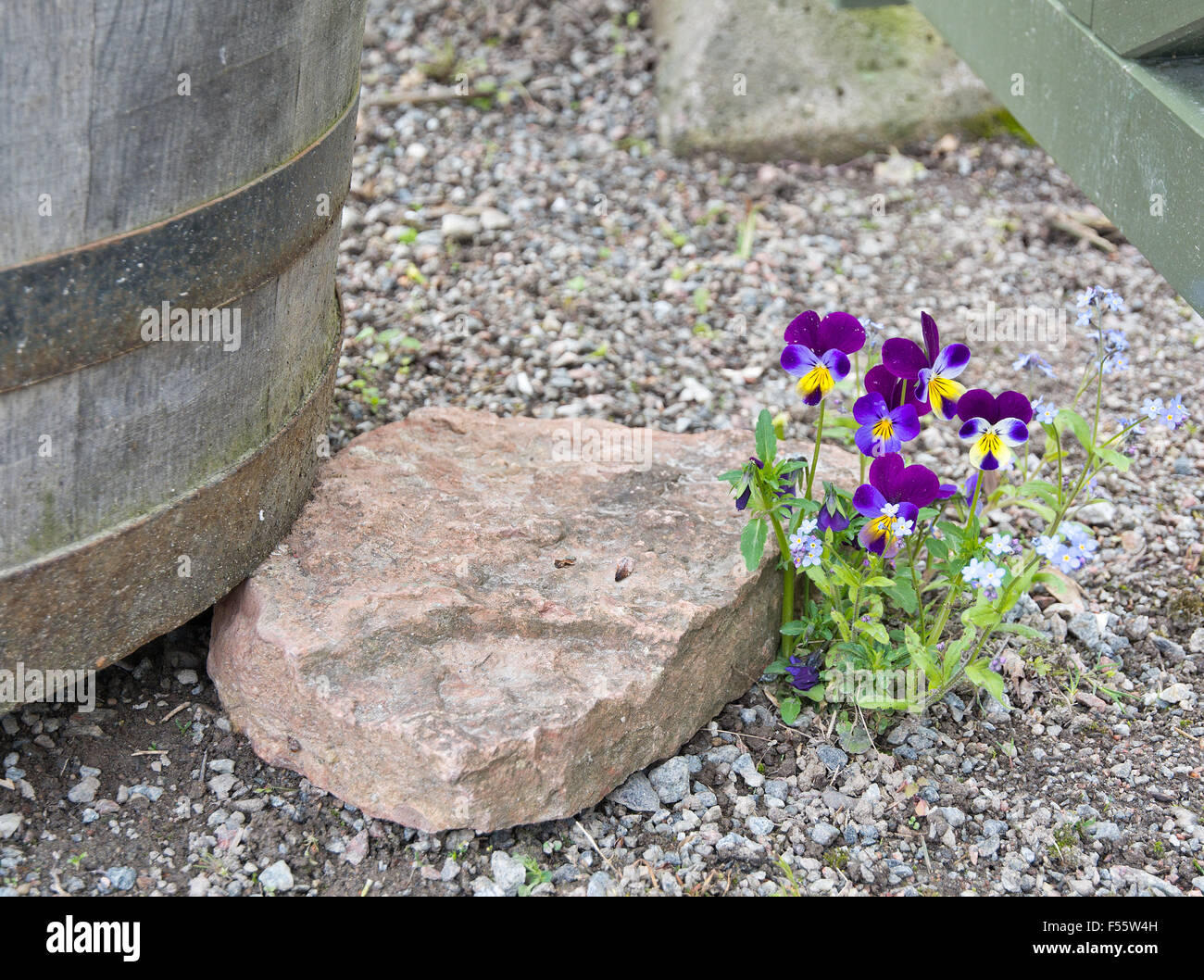 Violets growing in gravel near rock and bucket Stock Photo