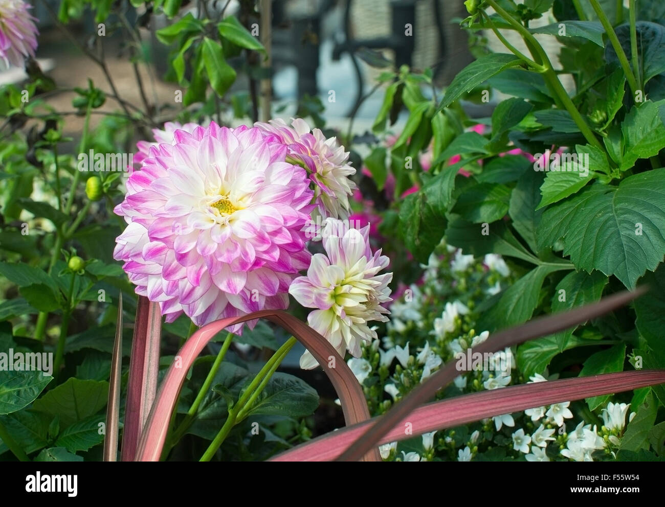 Pink and white dahlia hi-res stock photography and images - Alamy