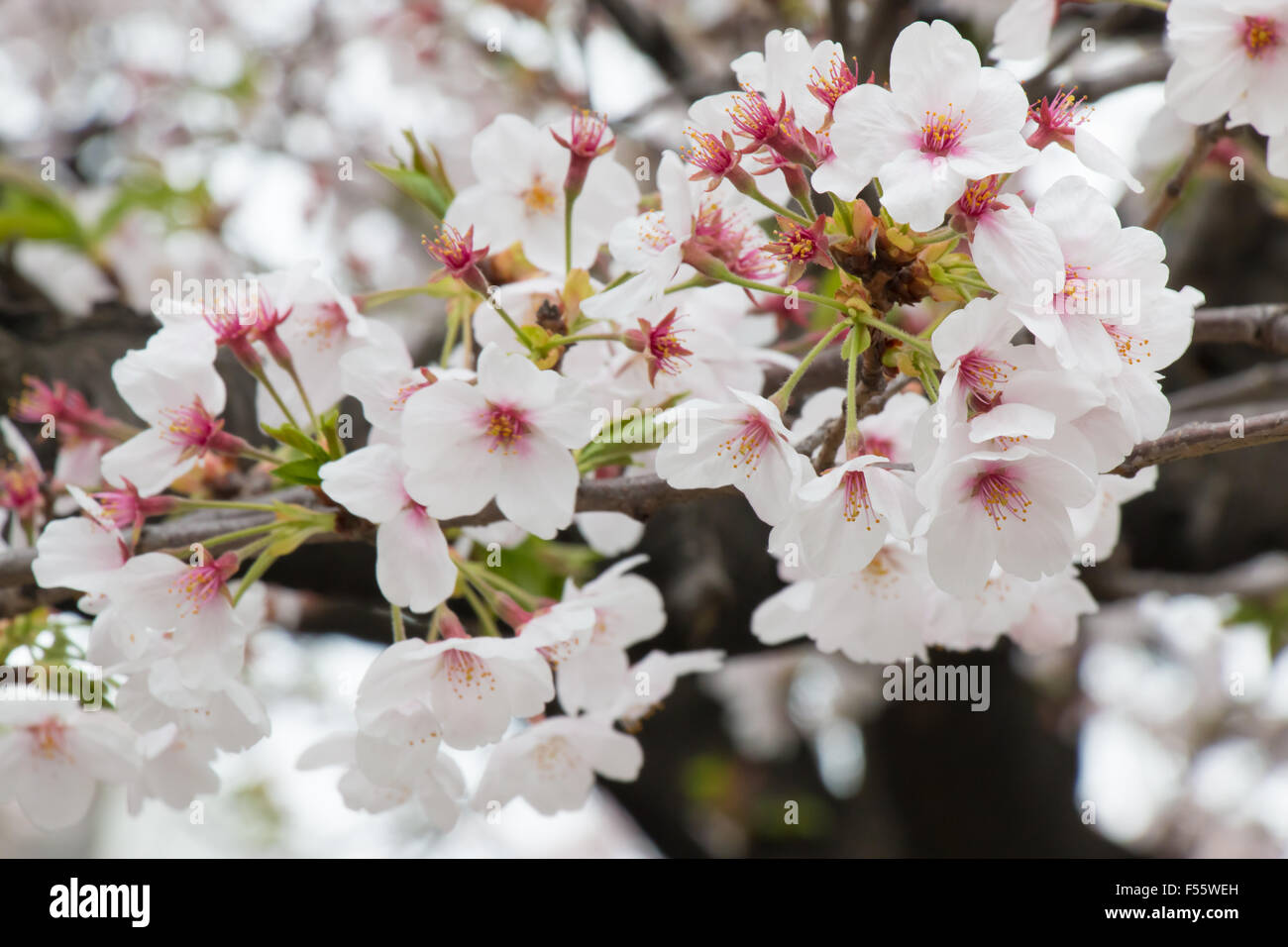 Beautiful pink cherry blossom (Sakura) flower at full bloom in Japan Stock Photo