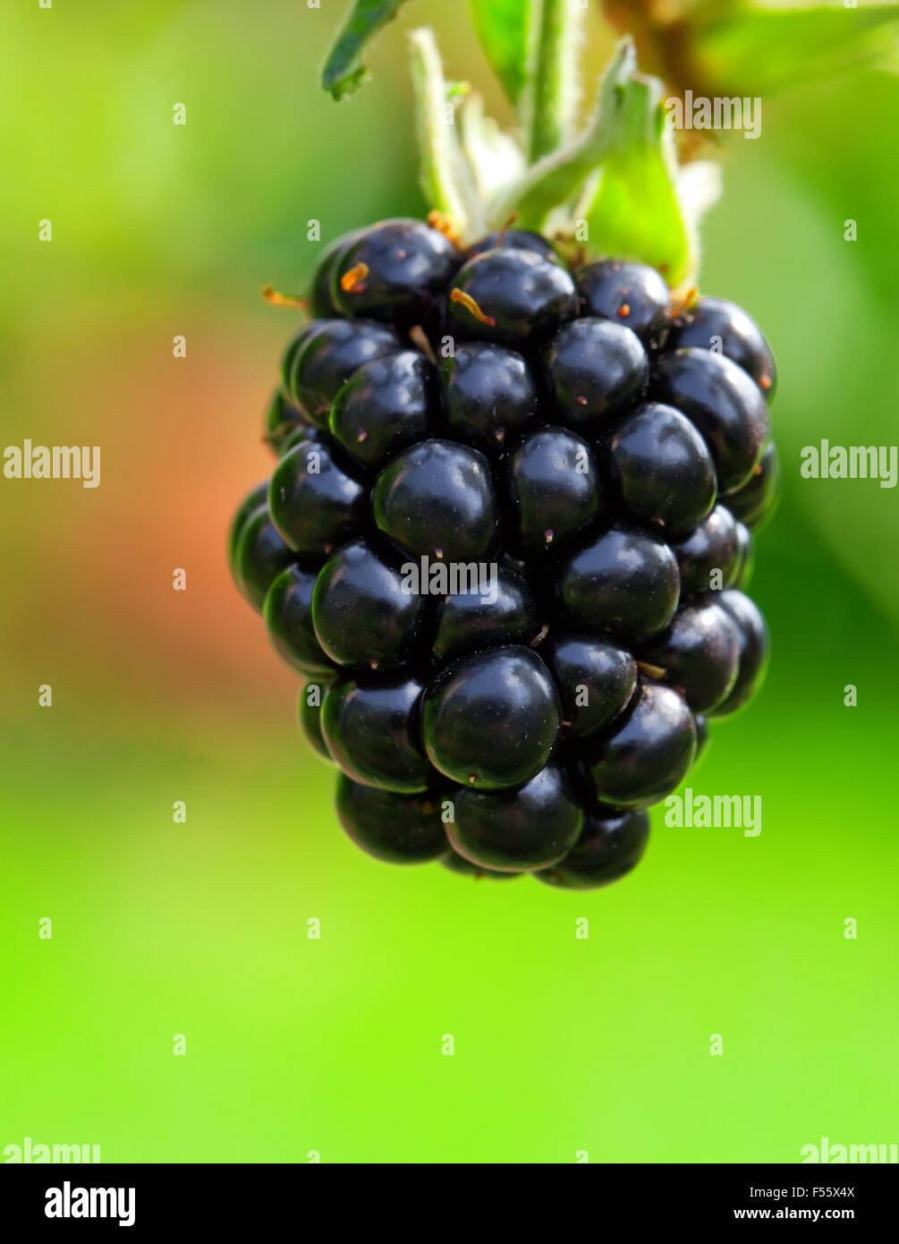 Under Ripe Blackerry Closeup garden black hi-res stock photography and images - Alamy