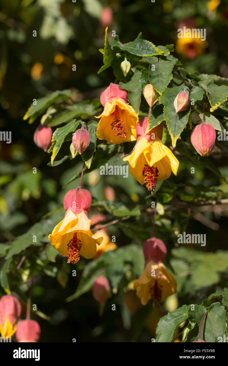 Dangling bell flowers of the lax wall shrub, Abutilon 'Victory' Stock Photo