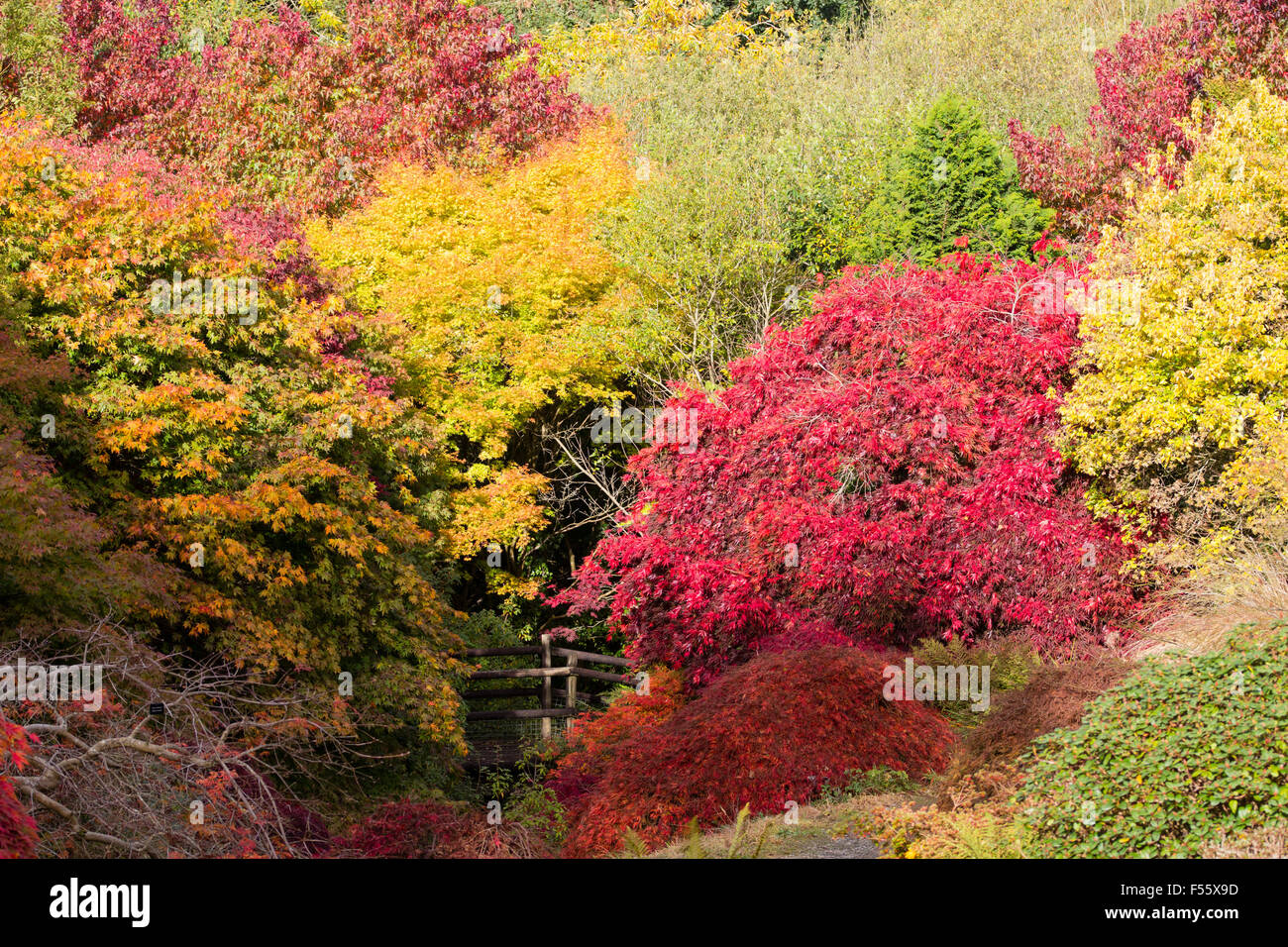 Gold and red autumn colour in the foliage of Japanese maples in the Acer glade at The Garden House, Devon, UK Stock Photo