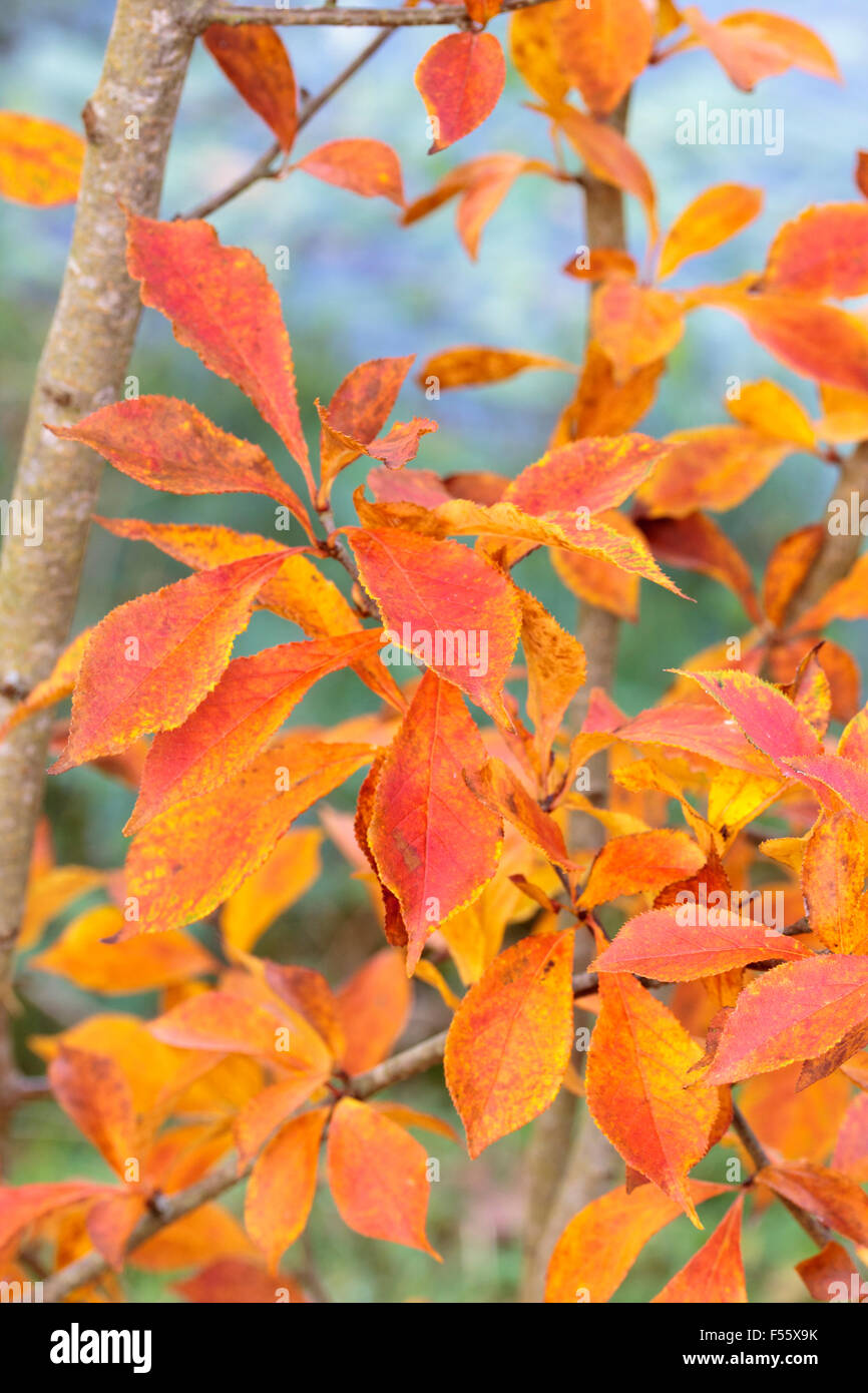 Red and orange autumn foliage of Photinia villosa, a small, hardy deciduous tree Stock Photo