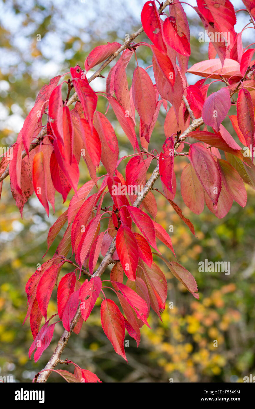Red autumn foliage of the spring flowering ornamental cherry, Prunus 'Ukon' Stock Photo