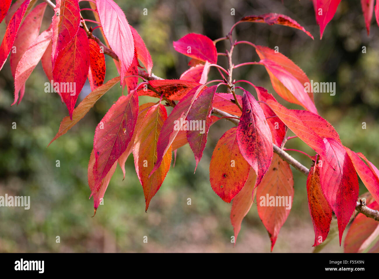 Red autumn foliage of the spring flowering ornamental cherry, Prunus 'Ukon' Stock Photo