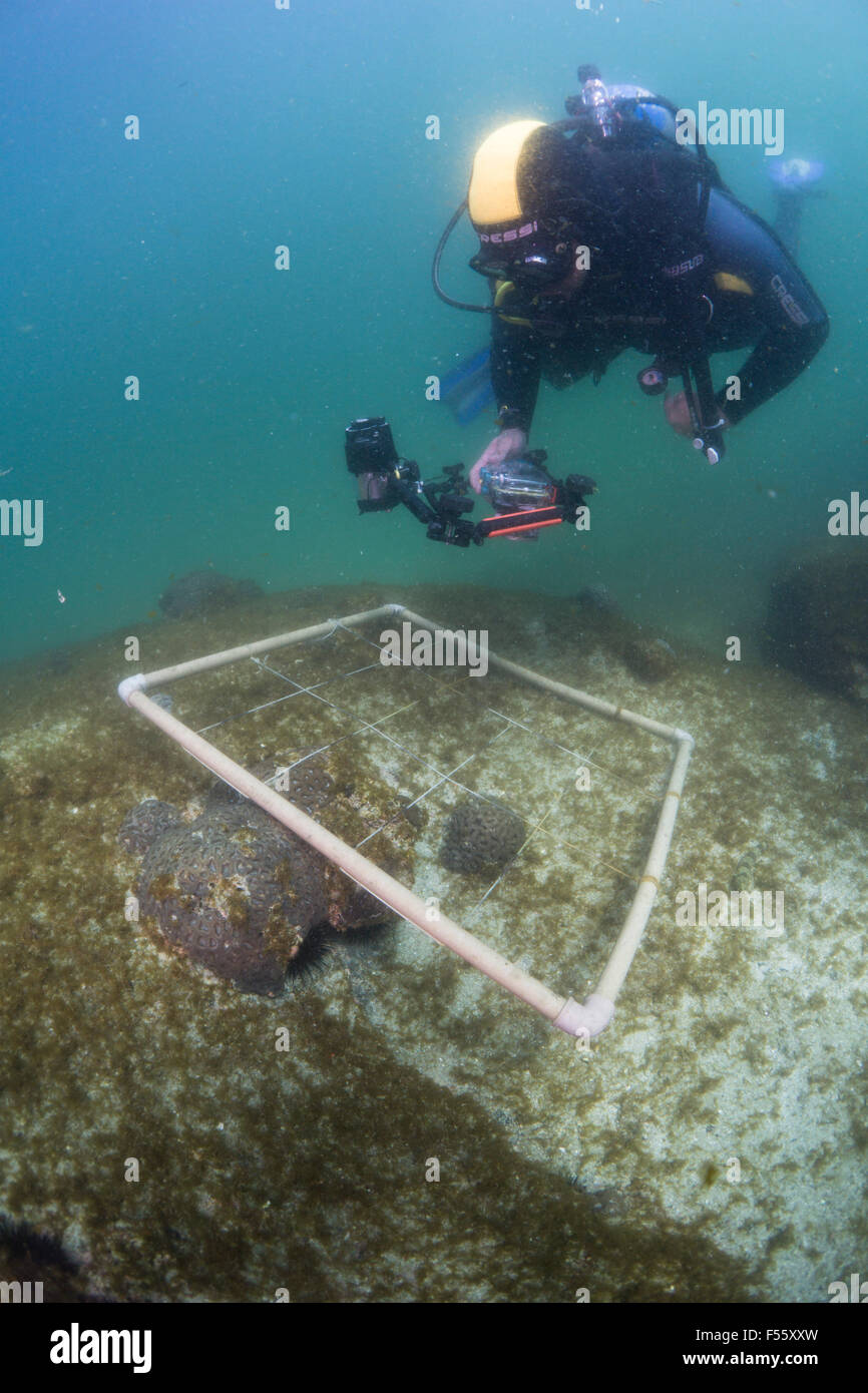 scuba diver scient using photo quadrat to estimate coral cover and data collection with digital camera. Brazil Stock Photo