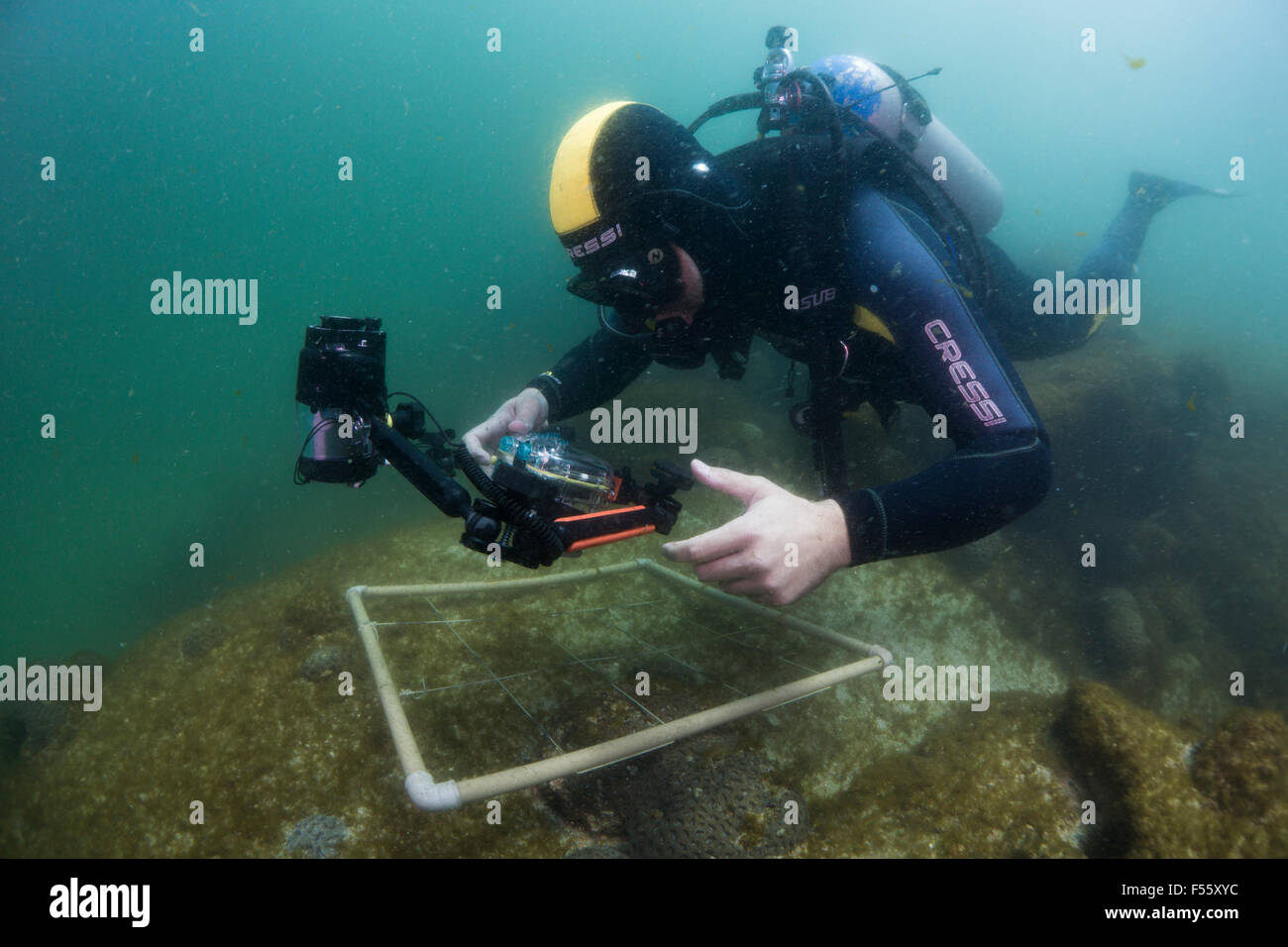 scuba diver scient using photo quadrat to estimate coral cover and data collection with digital camera. Brazil Stock Photo
